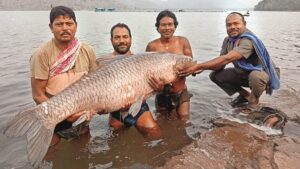 21_02_2024-unique_fish_trapped_in_net_in_kawardha5794283057155332374