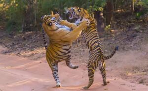 bbpkm4r8_fight-of-two-tigers-_625x300_31_january_244546868111879075957