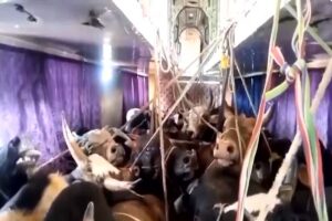 bus-18965543315841423697