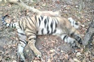 tiger802636548059744285
