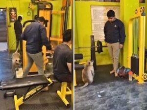 langur-in-gym-video-2024-04-0d966c3a16d4792cd3ec40be5f1e8d442653667705668102107