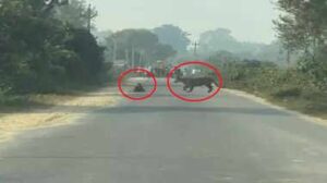 lakhimpur-kheri-tiger-news-11435898539376822749582160