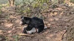 the_bear_caught_the_forest_guard_17372702038255708414732023561